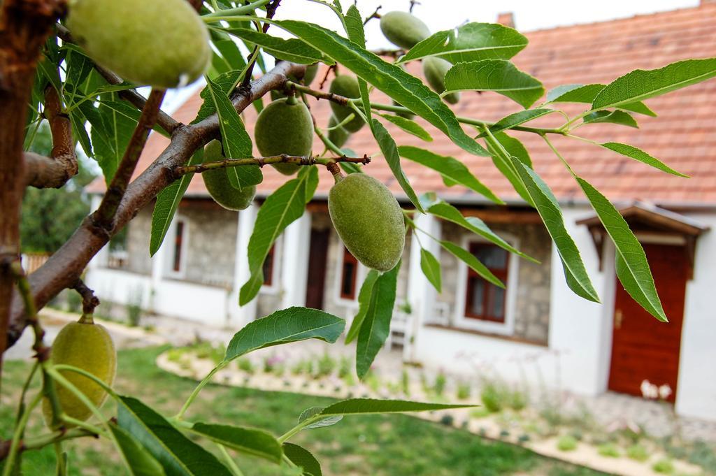 בולדוגקובריה Vitamin B63 Vendeghaz מראה חיצוני תמונה