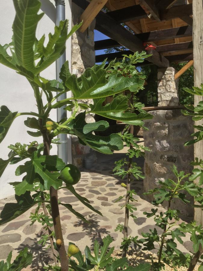 בולדוגקובריה Vitamin B63 Vendeghaz מראה חיצוני תמונה